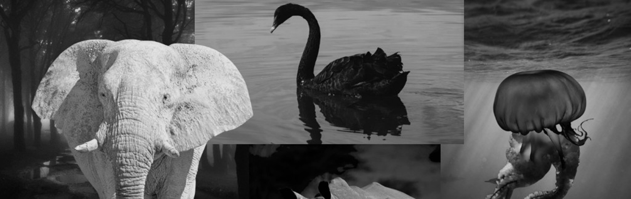 Is Your Business Resilient To Grey Rhinos And Black Swans?